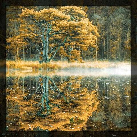 File:Middle-Earth Autumn Tree.jpg