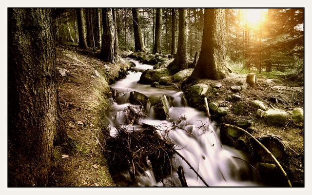 File:Mirkwood Forest1.jpg