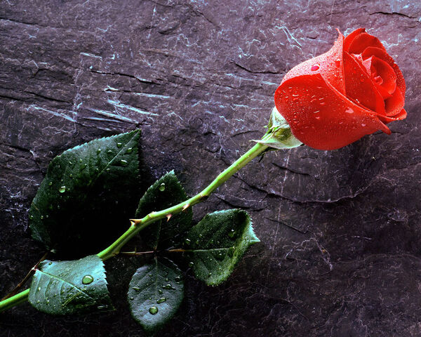 File:Love Rose Wallpaper-3.jpg