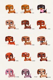 Dachund
