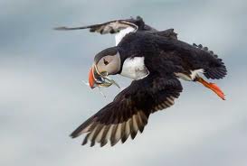 File:Puffin.jpg