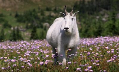 Mountain Bull Wide