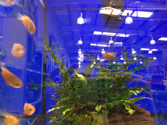 File:Fish 3.jpeg