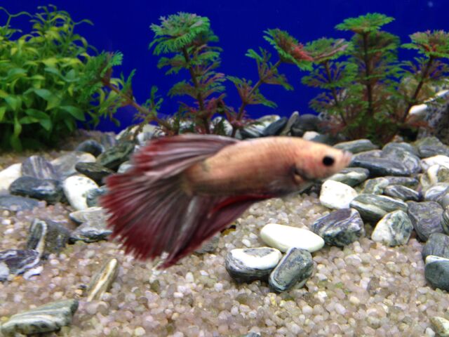 File:Fish 7.jpeg