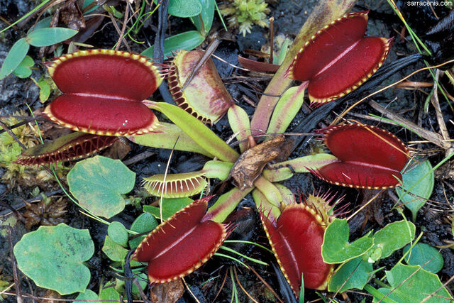 File:Plants.jpg