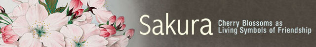 File:SakuraBanner.jpg