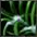 File:Agave.png