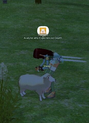 File:Shearing Sheep.jpg