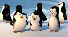 Skipper, Kowalski und Rico in der Antarktis.jpg