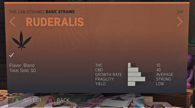 File:Ruderalis Basic.jpg