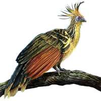 Huge item hoatzin 01