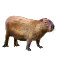 Image - Huge item capybara 01.png | Mafia Wars Wiki | Fandom powered by ...