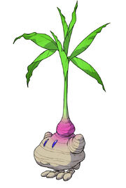Ms-radish1