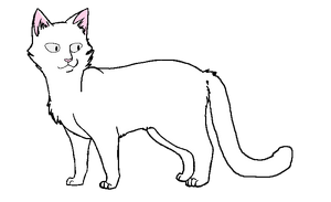 Манекен короткошёрстного кота .png
