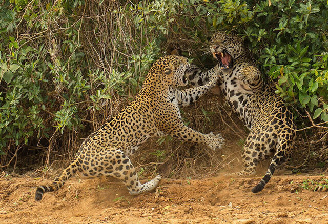 Файл:Jaguar-2.jpg
