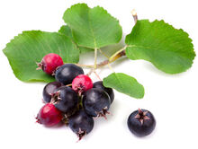 Serviceberry.jpg