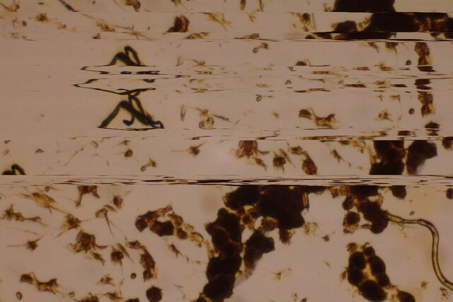 File:SlitScan-Microscope.jpg