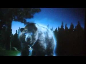Bear