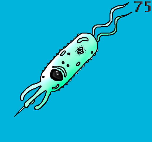 File:Cnidolium simplistica.png