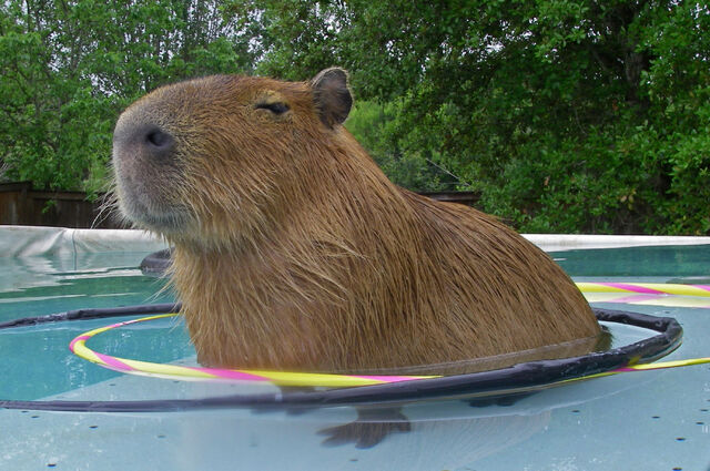 File:Capybara.jpg