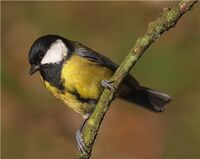 Great Tit