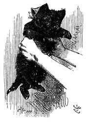 433px-Black kitten