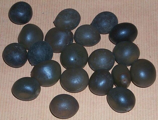 File:Seeds caesalpinia.jpg