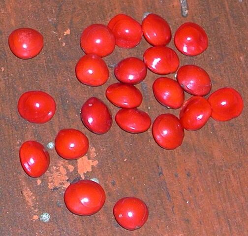 File:Indianredseeds.jpg