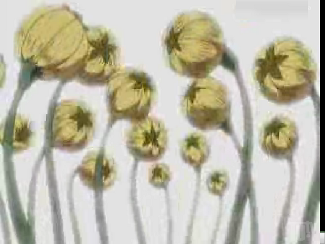 Archivo:Planta Bomba.png