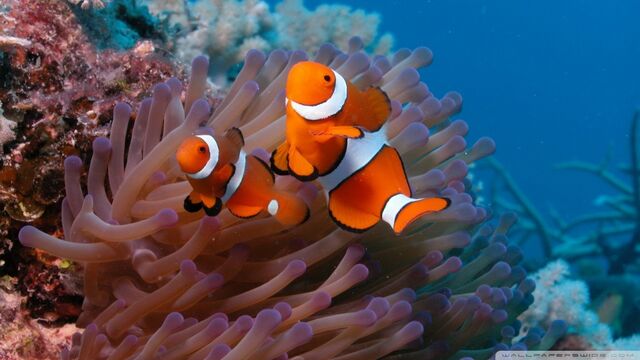 File:Clownfish and sea anemone-wallpaper-960x540.jpg