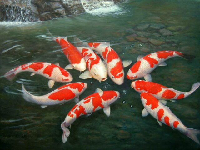 File:Group-of-koi.jpg