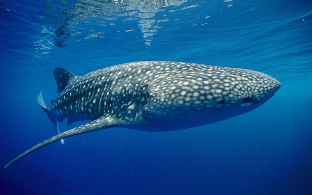 File:Whale shark underwater wallpapers.jpg