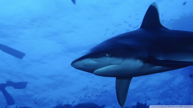 File:White tip shark 2-wallpaper-960x540.jpg