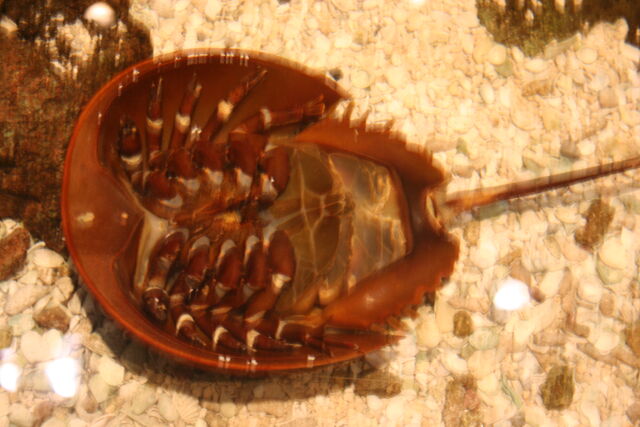 File:GA. Aquarium 043.jpg