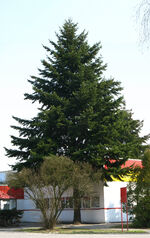 Pseudotsuga menziesii big tree Marki.jpg