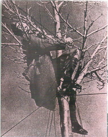 Archivo:281.jpg