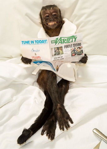File:Crystal the Monkey.png