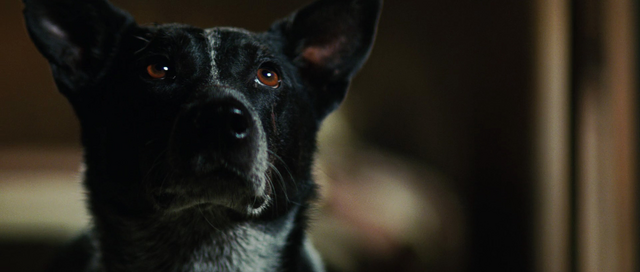 File:Incredible-hulk-movie-screencaps.com-447.png