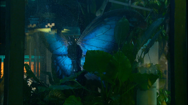 File:Giant Blue Butterfly.png