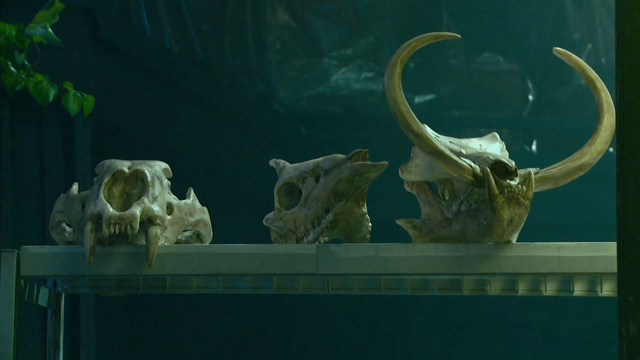File:Skulls.png