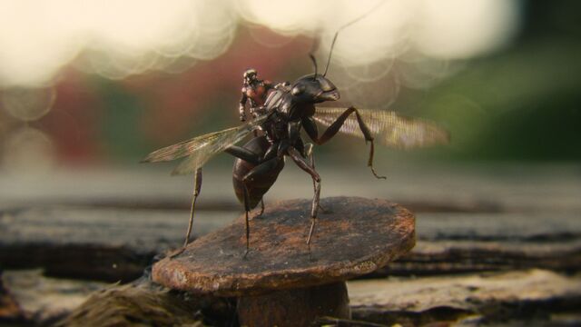 File:Ant-Man and Antony-1.jpg