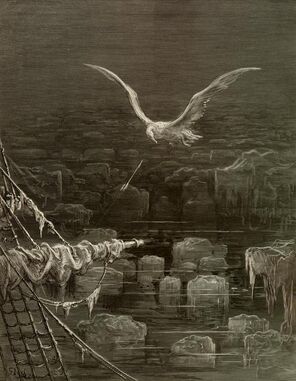 Albatross