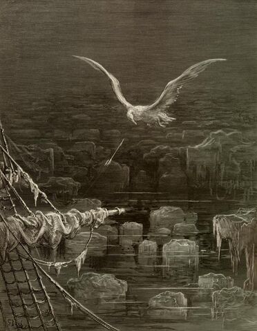 File:Albatross.jpg