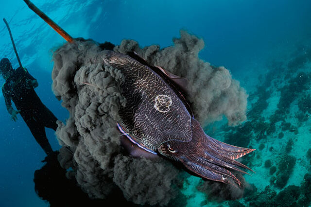 File:08-pharaoh-cuttlefish-670.jpg