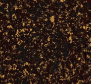 DynGana-Isha