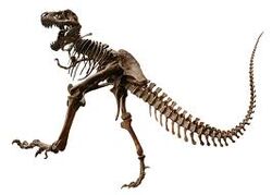 Tyrannosaurus Rex Fossil