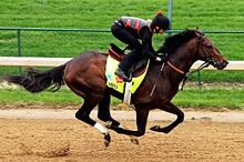 Orb-kentucky-derby-winner-2013