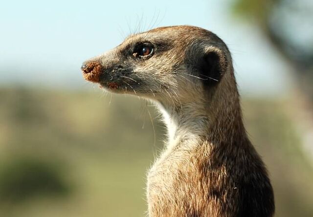 File:Sherlock Whiskers.jpg