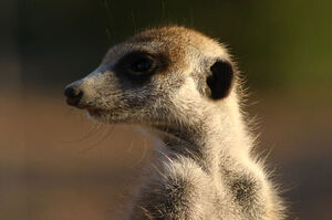 Bee Whiskers