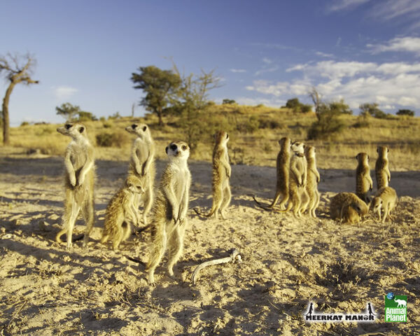 File:Whiskers Mob.jpg